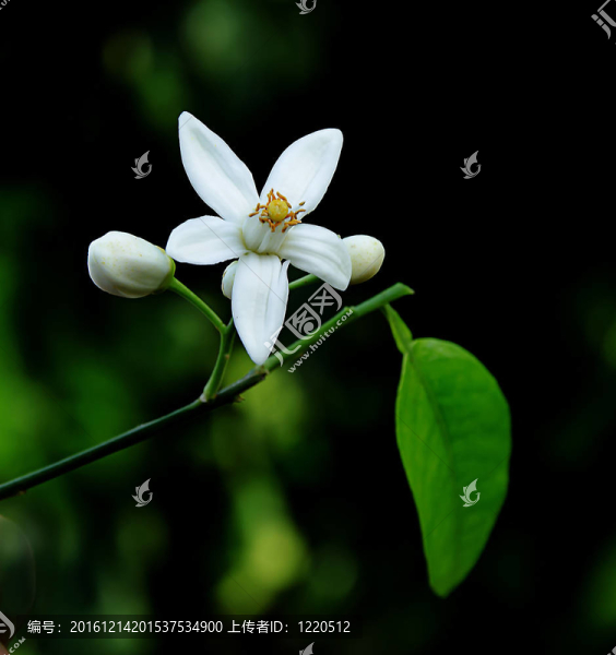 橙色的花