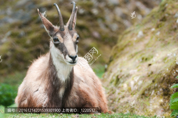 羚羊（北緯Rupicapra,rupicapra）