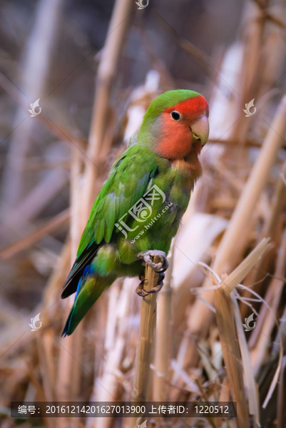 桃面愛(ài)情鳥(niǎo)（北緯桃面愛(ài)情鳥(niǎo)）