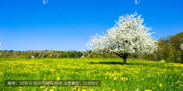 農(nóng)村草地春季單開花樹