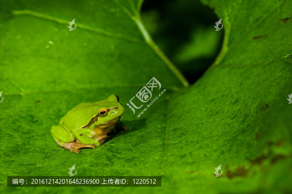 綠色樹蛙