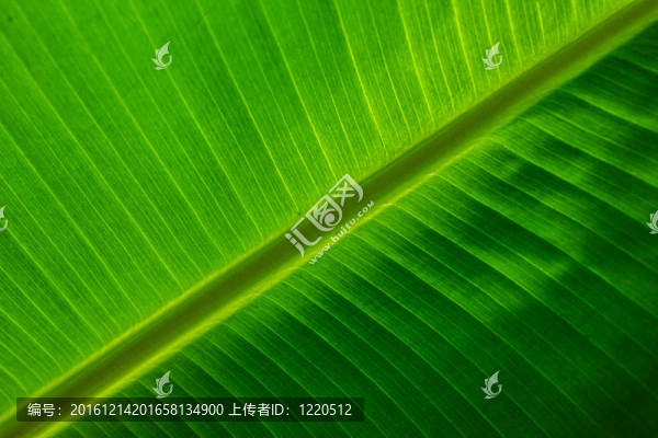 香蕉葉