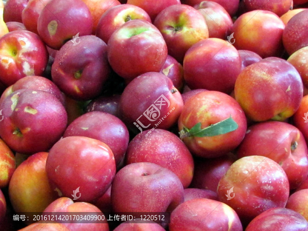 桃桃2012雜交特拉維夫