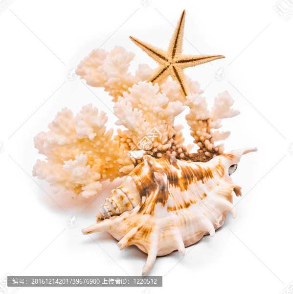 白珊瑚和海星。白色背景孤立