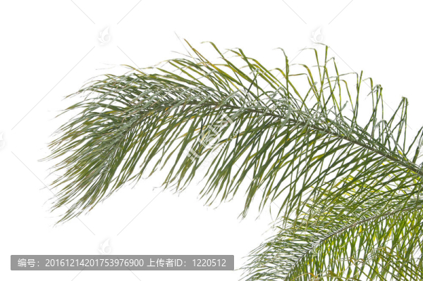 白色背景下的棕櫚葉