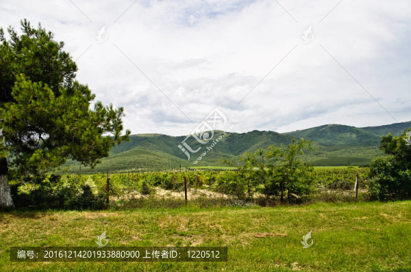 藤排山的背景