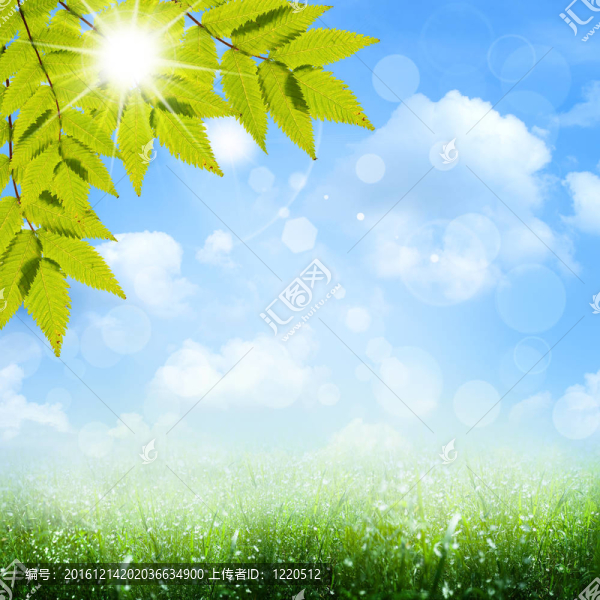 藍天下。摘要春夏季背景