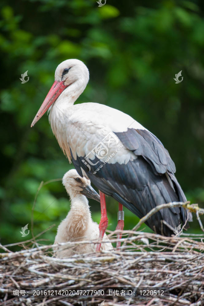 Baby,Stork和母親