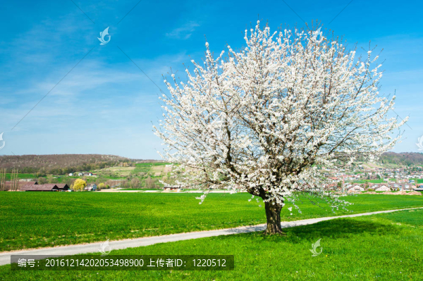 開(kāi)花的樹(shù)與綠色的草地