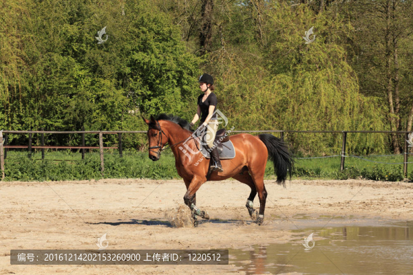 在夏季的棕色的馬漂亮的女騎手