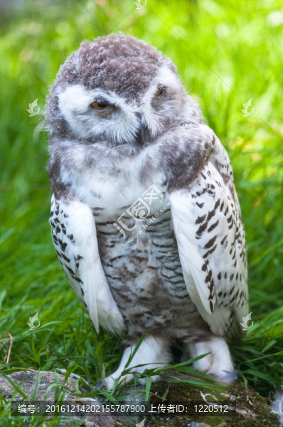 寶貝雪鸮（Bubo,scandiacus組）