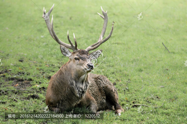 紅鹿（lat.,Cervus,elaphus）