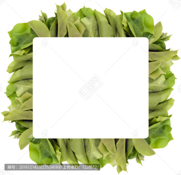 野蘋果葉框