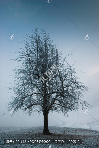 黑暗憂郁的樹