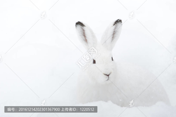 雪兔（北緯雪兔）