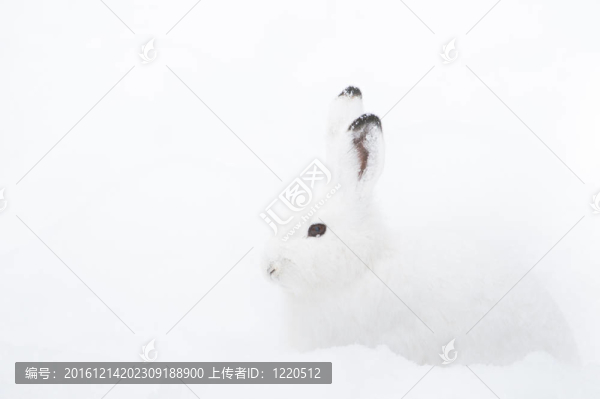 雪兔（北緯雪兔