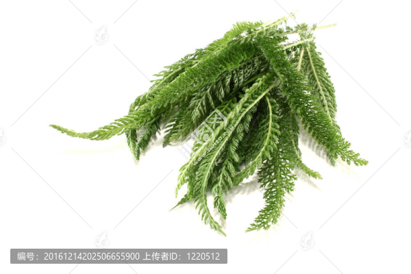 綠色歐蓍草