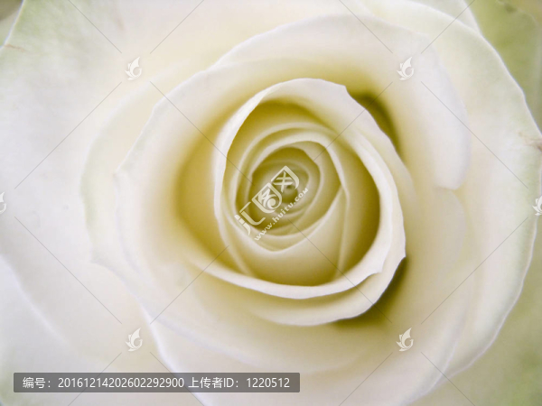 花-匯圖網(wǎng) www.fosd68.com 花