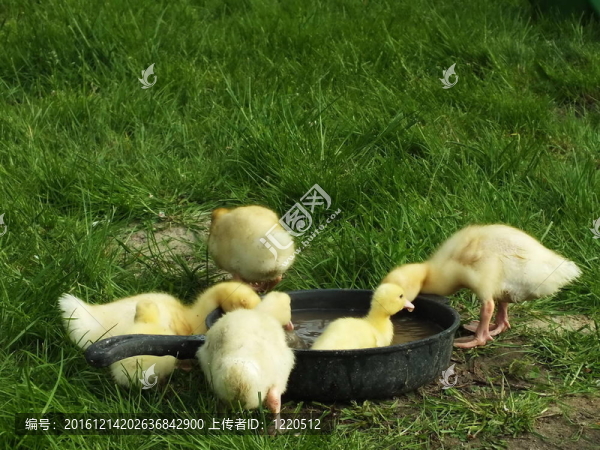 田野飼養(yǎng)的鴨子小圣誕節(jié)