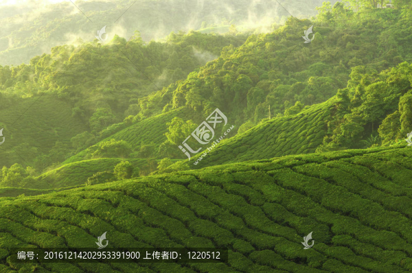 茶園