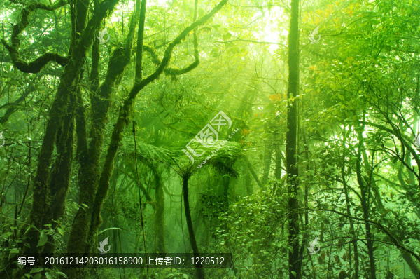 苔蘚林
