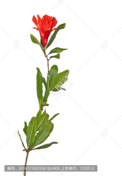石榴花枝