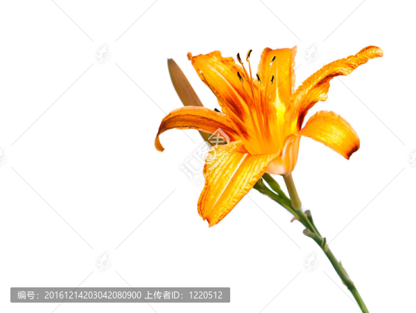 黃色的百合花