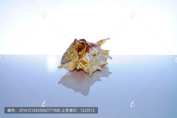 海洋珊瑚和貝殼