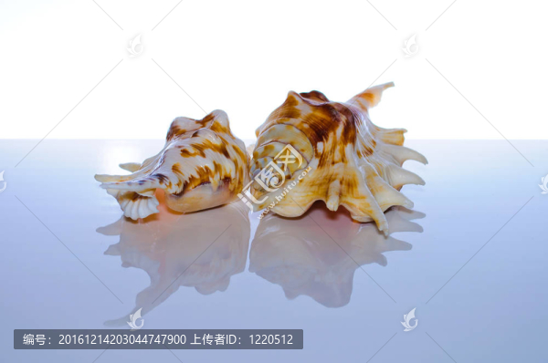 海洋珊瑚和貝殼