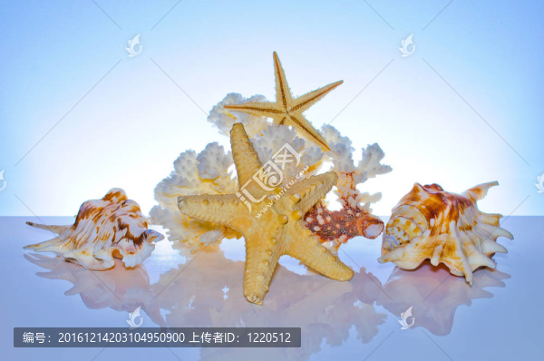 海洋珊瑚和貝殼
