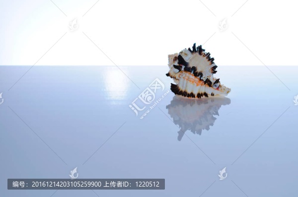 海洋珊瑚和貝殼