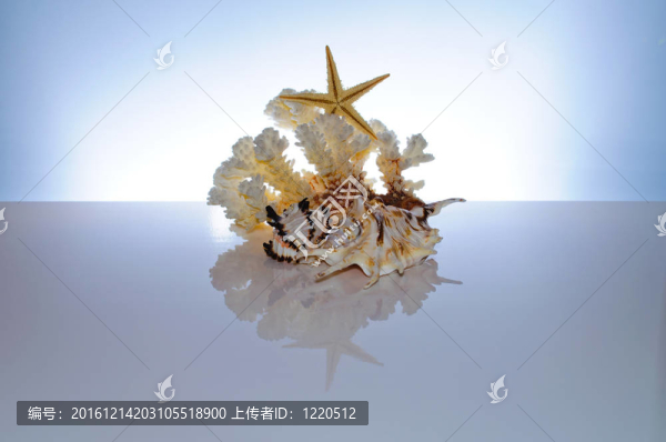 海洋珊瑚和貝殼