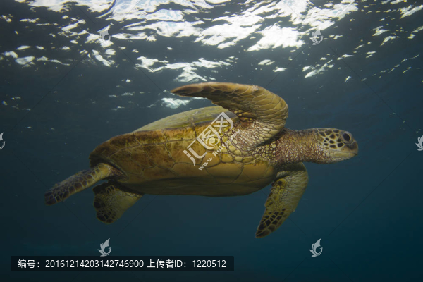 綠海龜
