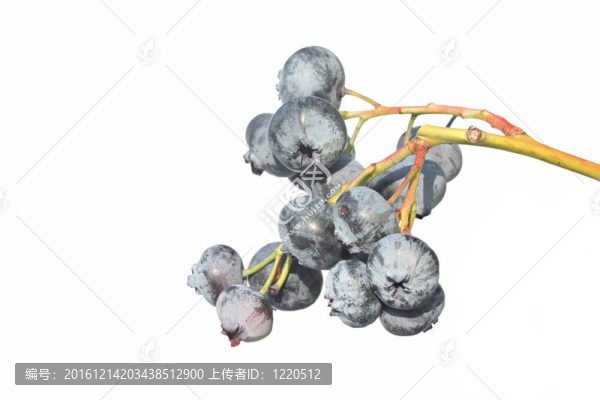 在白色上分離的藍莓莖