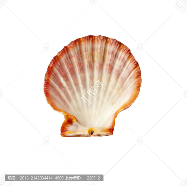 白底扇貝