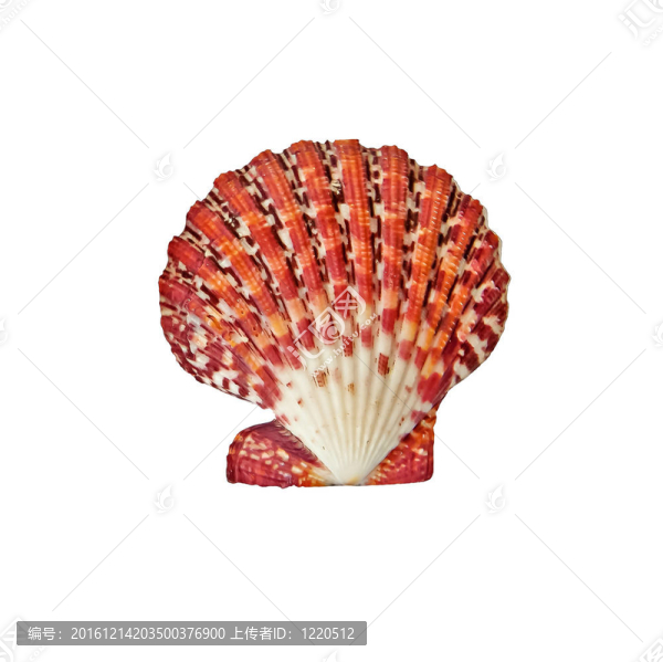 白底扇貝