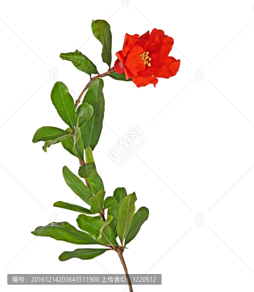 石榴花枝