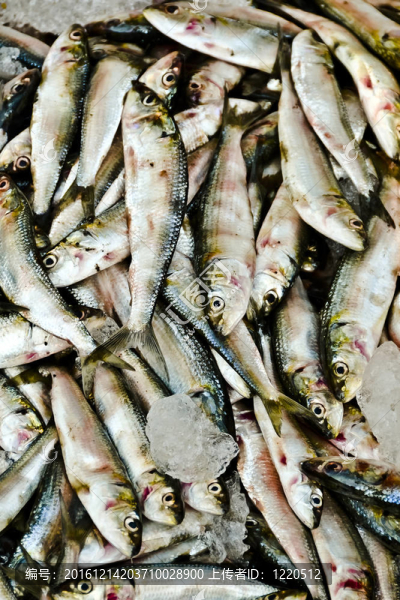 死魚