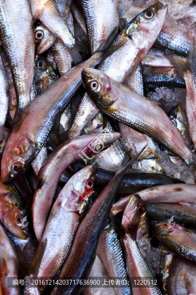 死魚