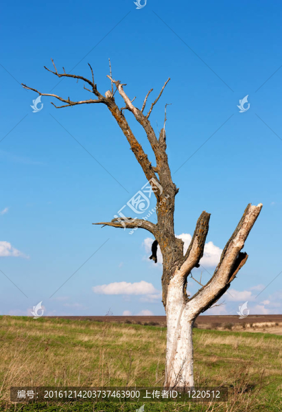 死樹