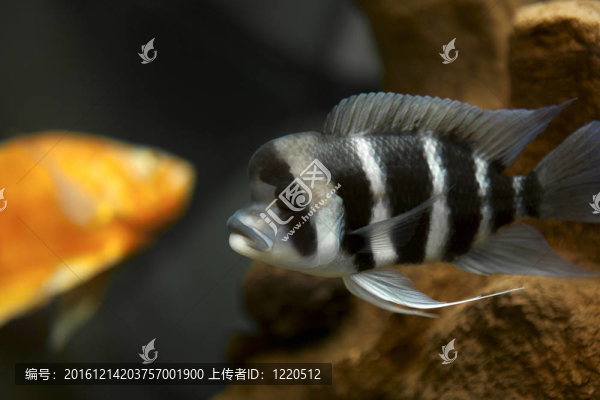 水族箱中帶條紋的魚