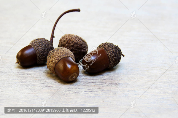 Acorn；Eikel