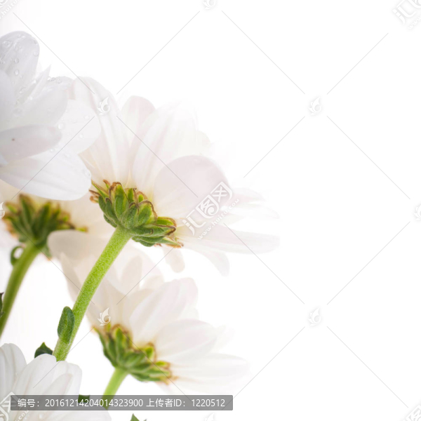 白色的花；場camomiles綠葉在白色背景
