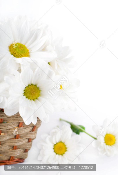白色的花；在編織籃場(chǎng)camomiles