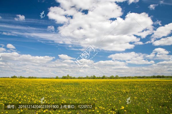 蒲公英和藍(lán)天云場(chǎng)