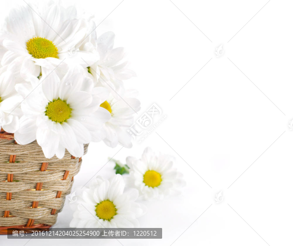 白色的花；在編織籃場camomiles