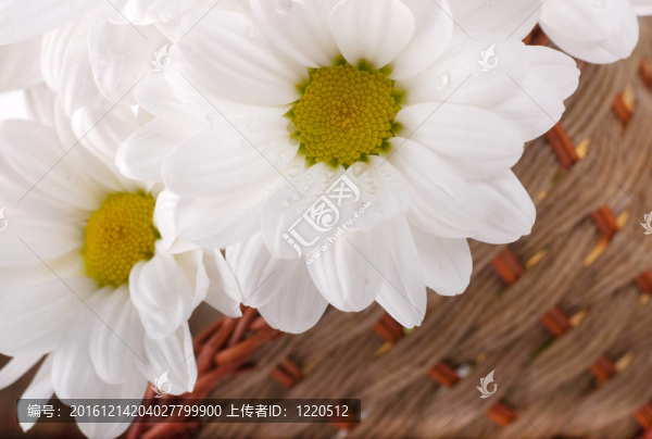 白色的花；在編織籃場camomiles