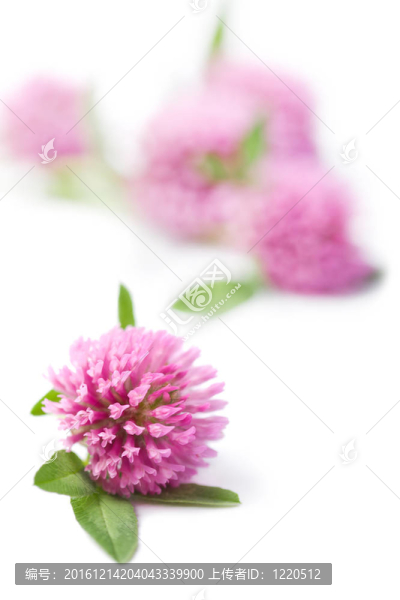 粉紅苜?；? title=