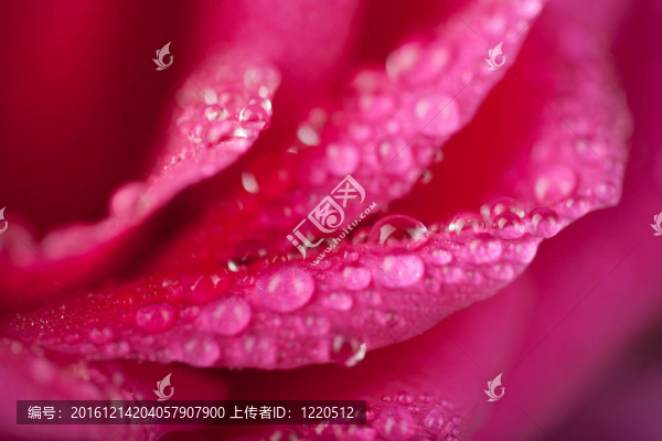 美麗的粉紅色玫瑰與水滴（淺焦點）