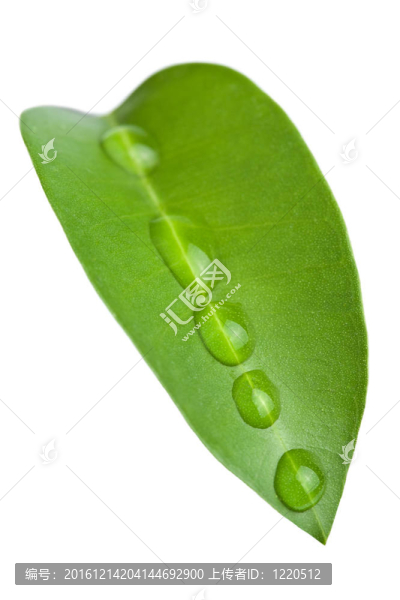 葉片與水滴分離